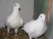 svadobne holuby 096